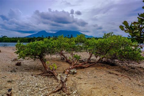 bantigue tree